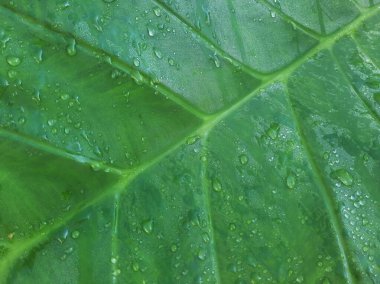 Wet Green Taro or Colocasia esculenta L. leaf pattern texture