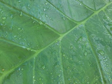 Wet Green Taro or Colocasia esculenta L. leaf pattern texture