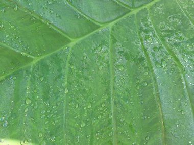 Wet Green Taro or Colocasia esculenta L. leaf pattern texture