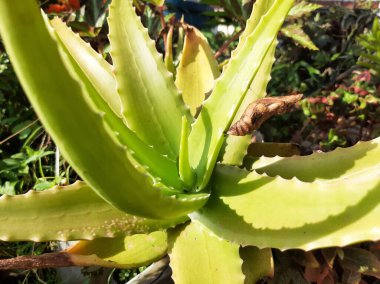 Fresh green yellow Aloe Vera Tree with sunlight
