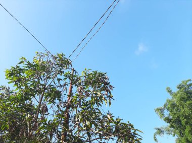Blue sky on a shiny day with some leaves or tree