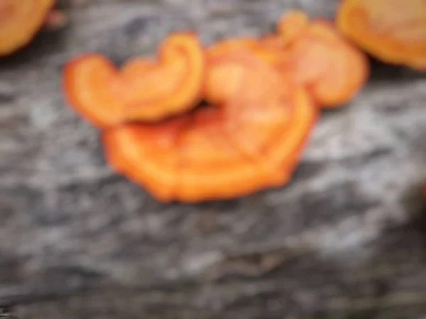 Pycnoporus sp cinnabarinus pellaea or Ganoderma Lucidum or Oyster Mushroom. Orange Wood fungus is usually found on dead wood.