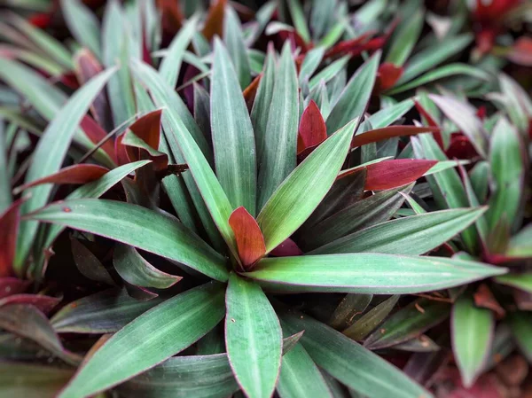 Moses in the Cradle or Tradescantia spathacea or boat lily. Moses in a basket or Moses-in-the-bulrushes or oyster plant full frame close up