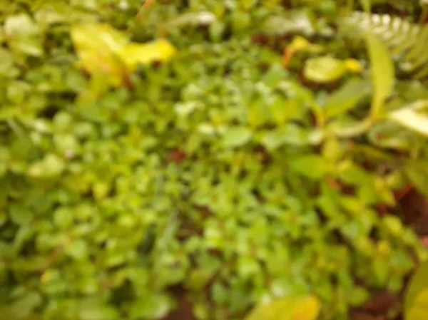 Blurred or unfocused or defocused Tropical green yellow grass or leaves texture