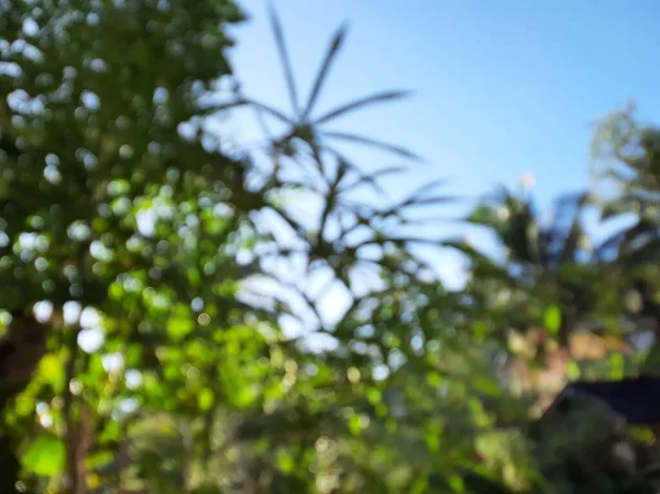 Blurred or unfocused or defocused rustic view. Trees wood and blue sky.