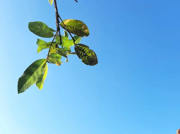 Blue sky on a shiny day with some leaves or tree