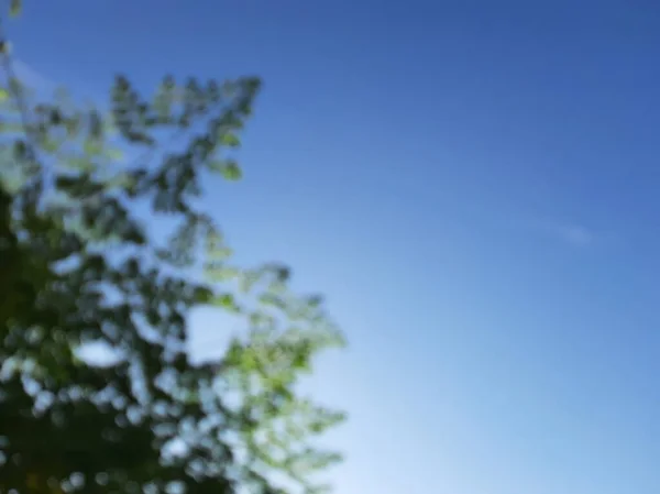 Blue sky on a shiny day with some leaves or tree