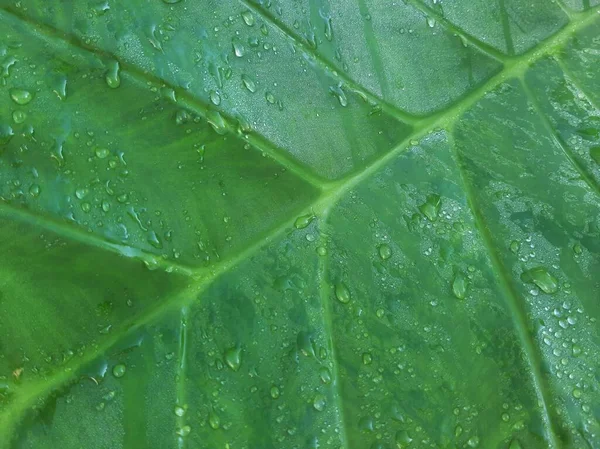 Wet Green Taro or Colocasia esculenta L. leaf pattern texture