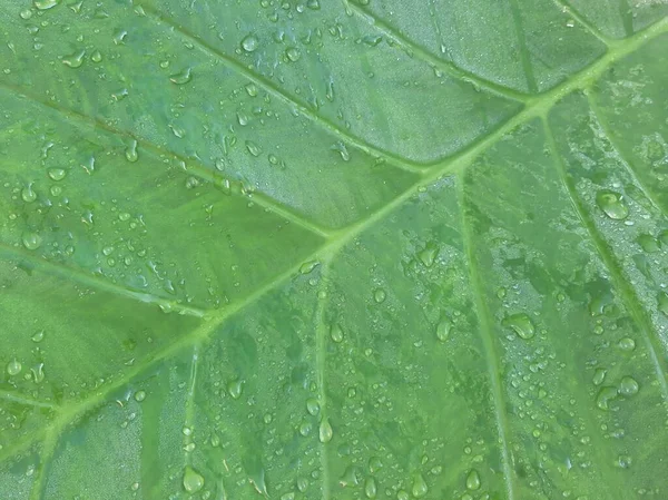 Wet Green Taro or Colocasia esculenta L. leaf pattern texture