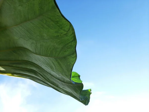 Green Taro or Colocasia esculenta L. leaf pattern texture