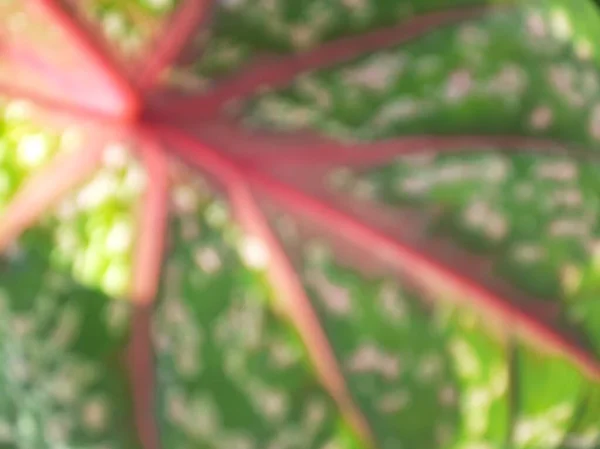 Blurred or unfocused or defocused Caladium bicolor or Fancy Leaf Caladium or Artist\'s pallet or Elephant\'s ear or Angel Wings Plant or Keladi Red Star. Beautiful green pink white spots of Caladium leaves.