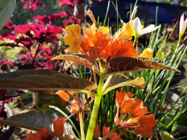 Colorful Garden flower on a sunny day