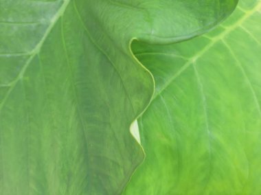 Green Taro or Colocasia esculenta L. leaf pattern texture