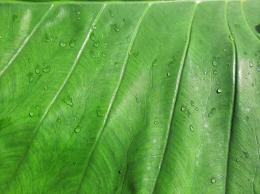 Green Taro or Colocasia esculenta L. leaf pattern texture