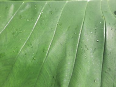 Green Taro or Colocasia esculenta L. leaf pattern texture