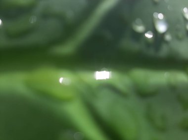 Wet Green Taro or Colocasia esculenta L. leaf pattern texture