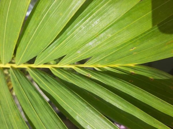 Palm leaf pattern texture background