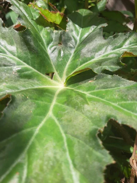 Green grey yellow abstract leaf pattern texture