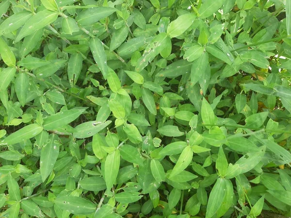 Tropical green grass or leaves texture