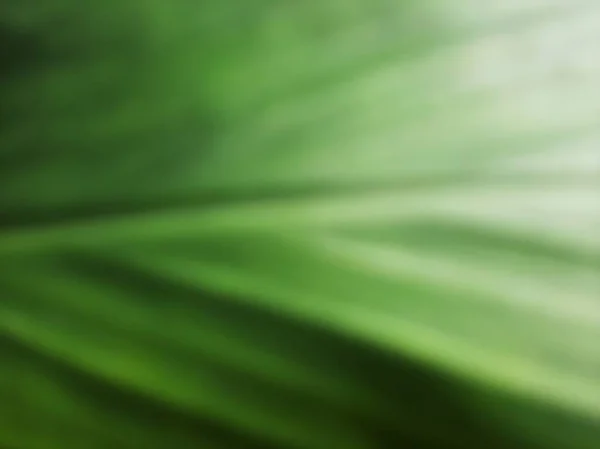 blurred or unfocused or defocused Green Leaf veins pattern texture