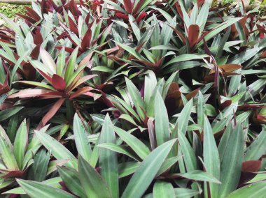 Moses in the Cradle or Tradescantia spathacea or boat lily, Moses in a basket or Moses-in-the-bulrushes or oyster plant on a sunny day