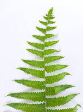 Bir kök Dryopteris ludoviciana bitkisi veya eğreltiotu yaprağı izole beyaz arkaplanda