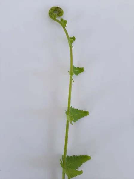 one stem young spiral Dryopteris ludoviciana plant on isolated white background