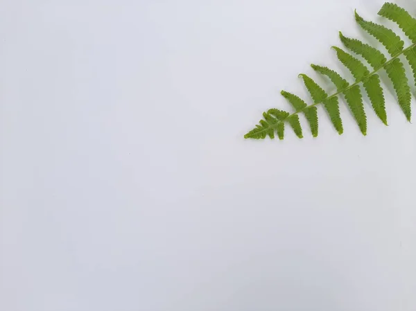 Bir kök Dryopteris ludoviciana bitkisi veya eğreltiotu yaprağı izole beyaz arkaplanda