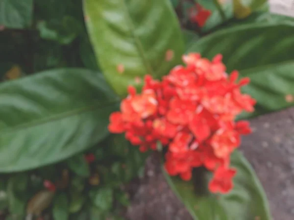 Yeşil yapraklı ve koyu topraklı Çin ixora kırmızı çiçeğini defocus