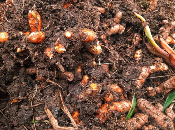 Topraktan yeni toplanmış zerdeçal.