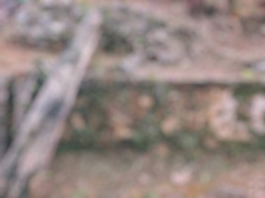 defocus old logs laying on the wall with moss and rustic environment that just cleaned from weed