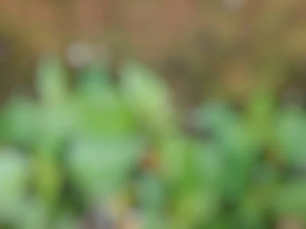 defocus house gardening planting young chili tree on plastic bag in front of old wall with moss