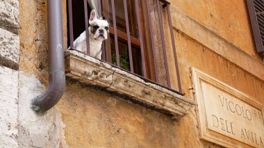 Fransız bulldog Roma 'daki balkondan bakıyor.