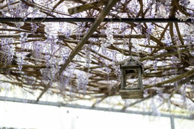 Salkımda kuş yuvası 