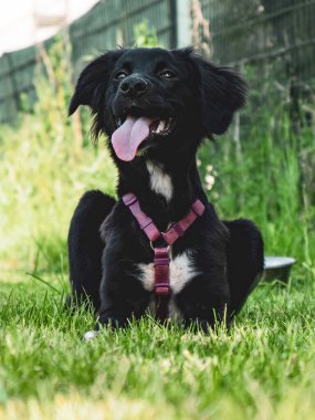 Siyah köpek kırsalda oynuyor. 