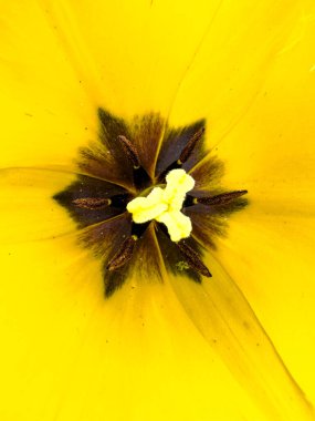 İçeriden bir lalenin Macro fotoğrafı. Renk, taç yaprakları, minyon...