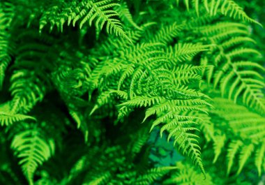 green fern leaves in Bulgarian highlands. Natural fern background in sunlight. Floral wallpaper