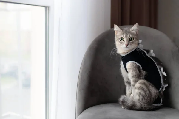 Spayed cat in postoperative bandage, black medical blanket. Care of pet after cavitary operation, castration, sterilization. Animal looking at camera. Stripped tabby, mestizo. Copy space