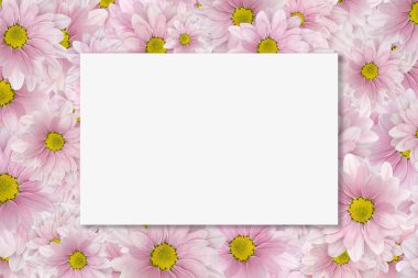 Pembe kasımpatı desenli beyaz kart. Metin yerleştirme için tasarım. Uzayı kopyala Davetiye, tebrik kartı. Aşk mektubu. Doğum günü, Anneler, Sevgililer, Kadınlar, Düğün Günü konsepti.