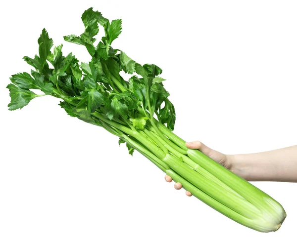 Zelený Celer Ruce Ženy Izolované Bílém Pozadí Zdravá Příprava Potravin — Stock fotografie