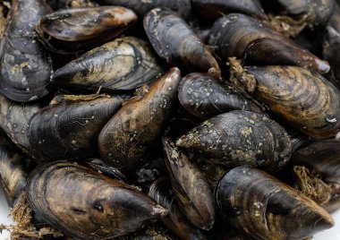 Taze taze Adriyatik midyelerini yakın plan çek. Temiz ve besleyici protein kaynağı, omega-3 yağ asitleri, çinko ve folik asit