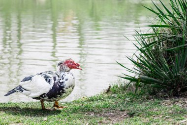 Moskovalı ördek büyük ördek türleri, vahşi nüfuslar, insanlar tarafından evcilleştirilmiş. Cairina Moschata göl kenarında çimlerin üzerinde duruyor. Boşluğu kopyala