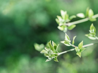 Yeşil soyut arka planda, ağaç yapraklarının tomurcukları ve taze yaprakları. Botanik adı Cornus Sanguinea. Genellikle estetik bitki olarak ekilir ve çitler, sınırlar veya ekranlar için kullanılır.