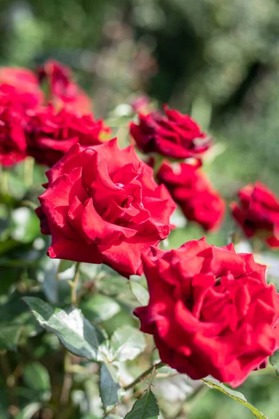 Λαμπερά Κόκκινα Τριαντάφυλλα Στο Θάμνο Κάρτα Δώρου Φόντο Αγίου Βαλεντίνου — Φωτογραφία Αρχείου