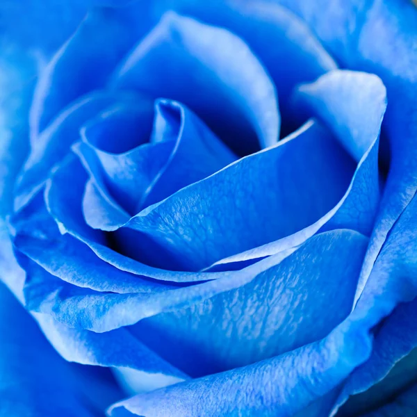 Μακροεντολή Πλάνο Του Μπλε Τριαντάφυλλο Φόντο Του Φρέσκου Τριαντάφυλλου Σύμβολο — Φωτογραφία Αρχείου