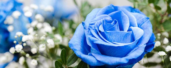 Πανό Κοντινά Φωτεινά Μπλε Τριαντάφυλλα Μπουκέτο Γυψόφυλλες Πράσινο Αφηρημένο Φόντο — Φωτογραφία Αρχείου