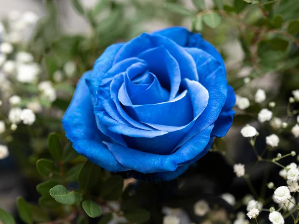 Niebieska Róża Cyganką Bukiecie Zielonym Abstrakcyjnym Tle Delikatne Skupienie Zbliżenie — Zdjęcie stockowe