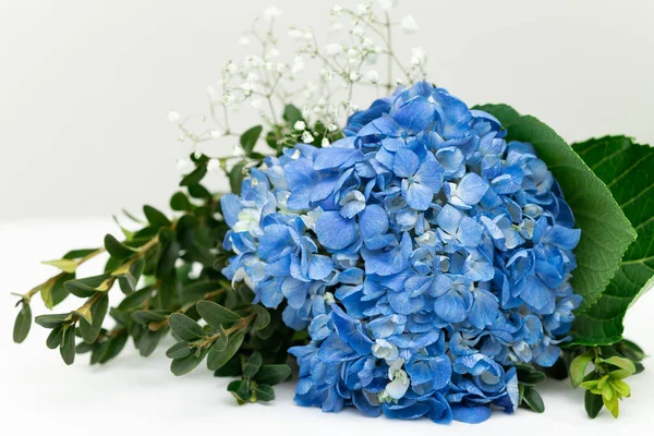 stock image Blue Hydrangea macrophylla flowers with gypsophila in bouquet, bigleaf hydrangea on neutral light background