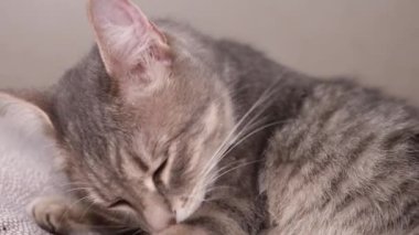 Çizgili kedi pençelerini yalıyor ve yatakta uzanıyor, iç kısımda. Yavaş çekim