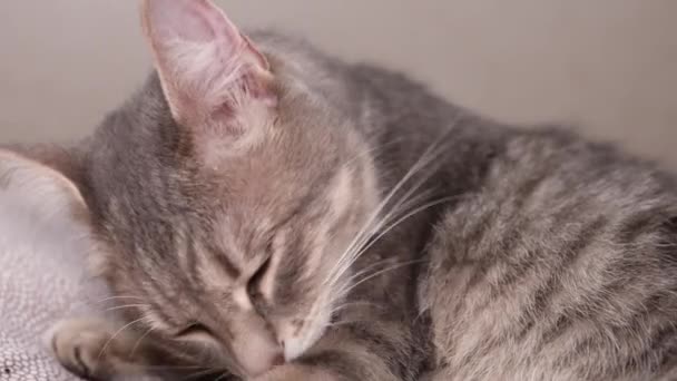 Csíkos Macska Nyalogatja Mancsát Feküdt Ágyon Hazai Belső Lassú Mozgás — Stock videók